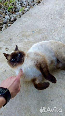 Сиамский кот в добрые руки объявление продам