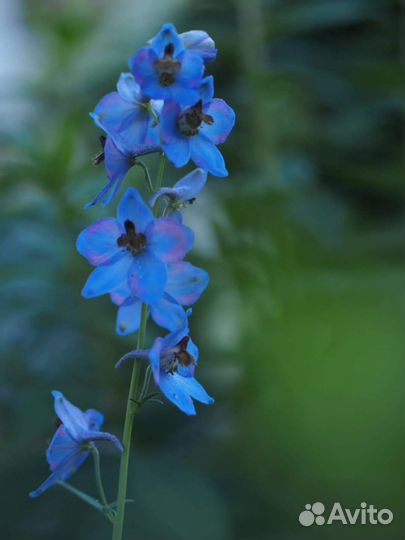 Дельфиниум