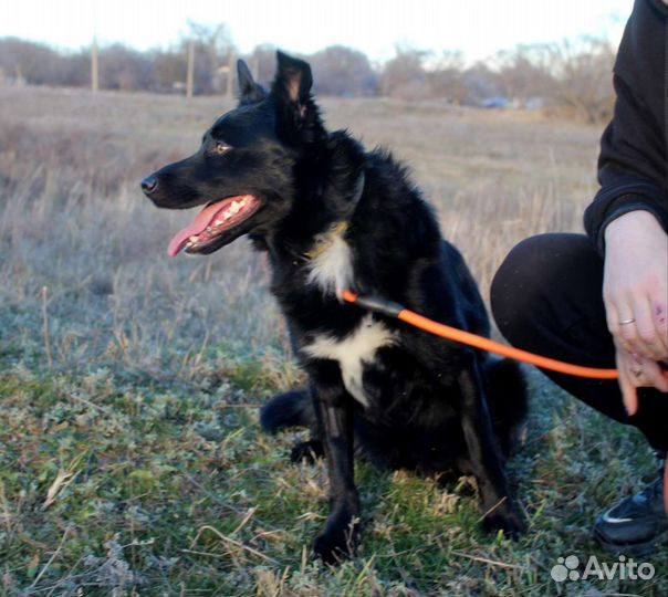 Кобель в добрые руки