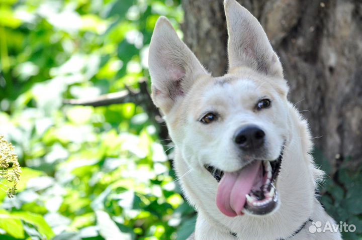 Девочка-Зайка