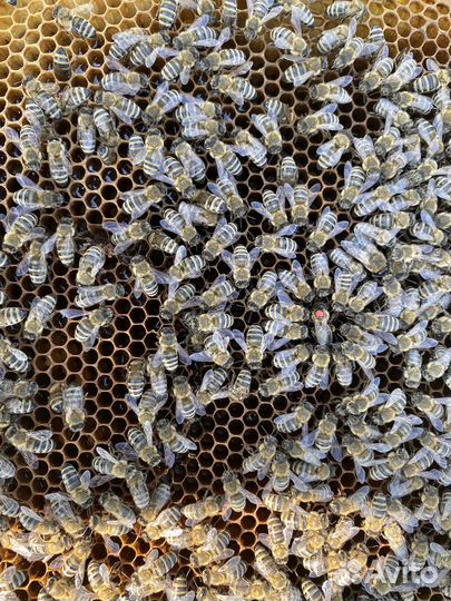 Пчелопакеты карпатка