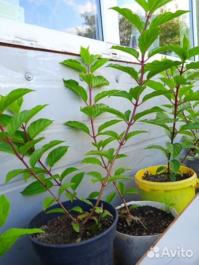 Гортензия саженцы