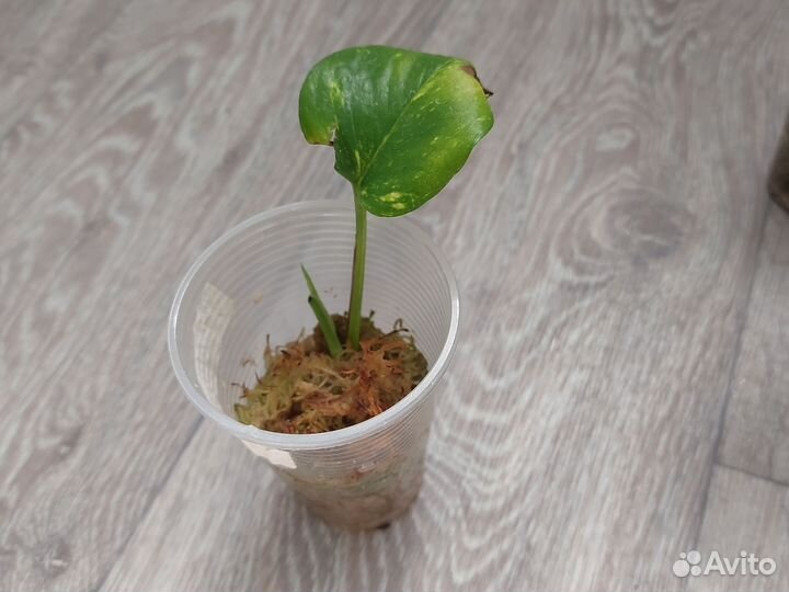 Растения сциндапсус, эпипремнум, монстера