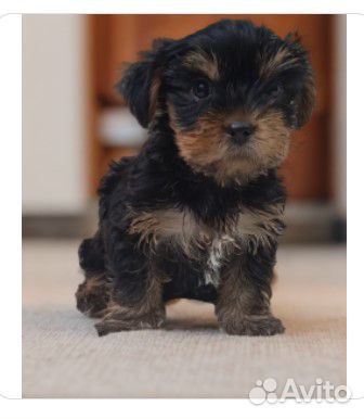 Йоркширский терьер щенок девочка