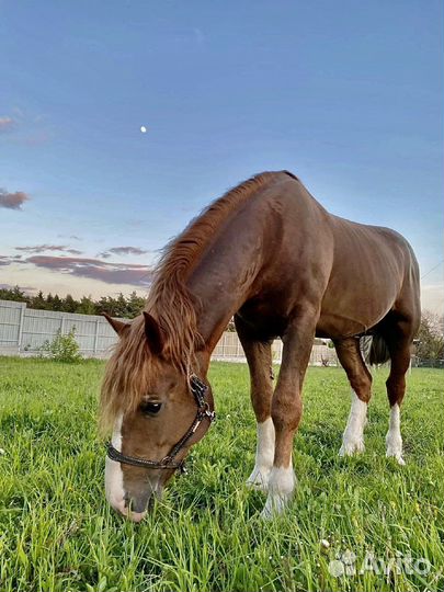 Конский перегной
