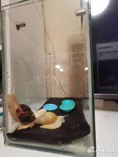 Улитки с террариумом