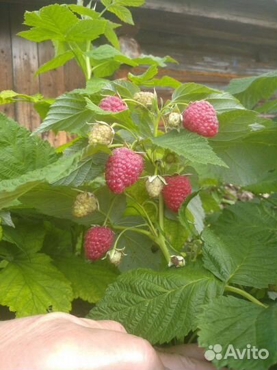 Саженцы малины ремонтантной