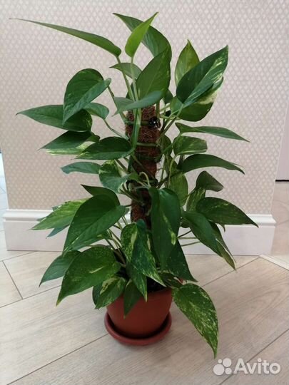 Эпипремнумы Золотистый, Жаде, Сильвер Энн