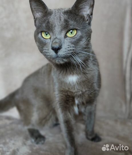 Серый котик