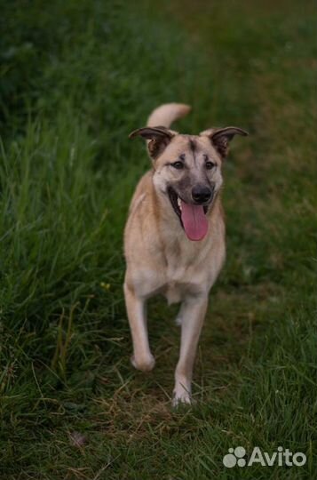Собака Дейзи из приюта