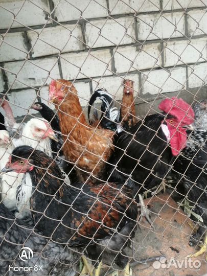 Молодые куры мясо яичных пород