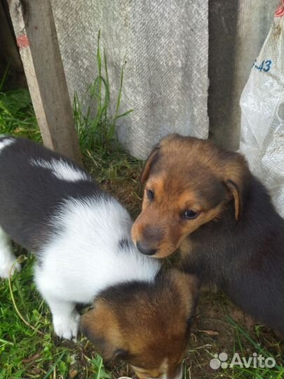 Щенки от русской гончей кому