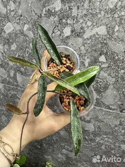 Хойи часть 2