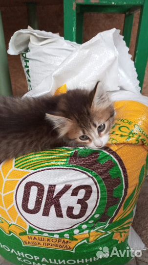 Милые котята