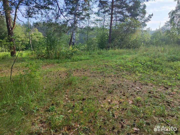 Продам телку