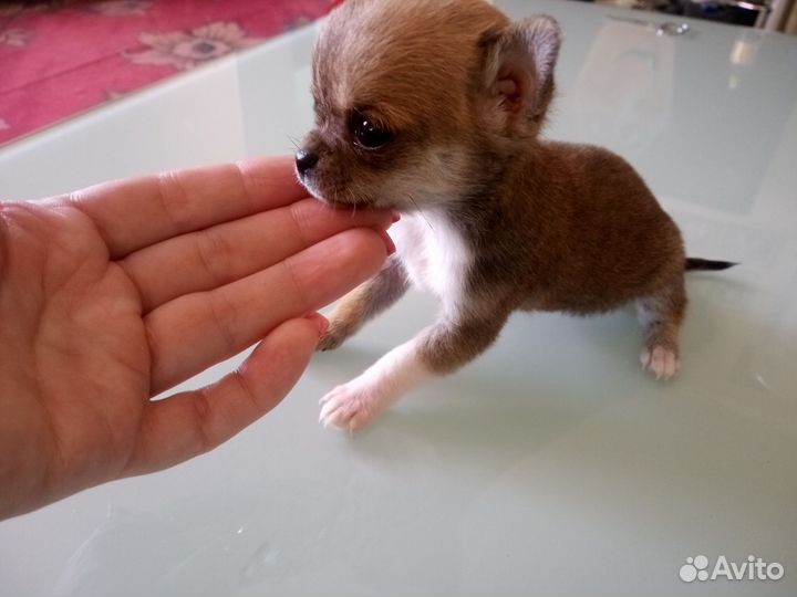 Щенки чихуахуа