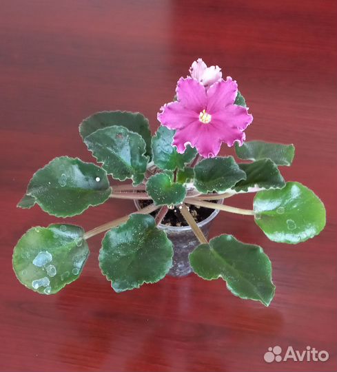 Фиалка бронь