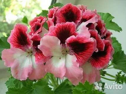 Пеларгония герань сортовая