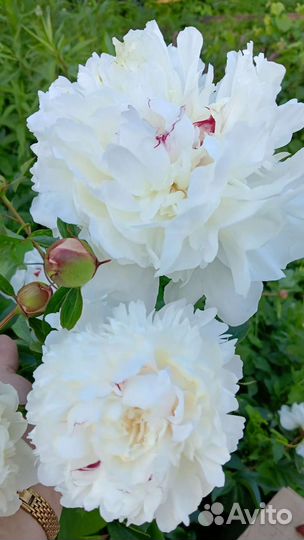 Пионы Королевские