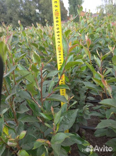 Саженцы кизильника