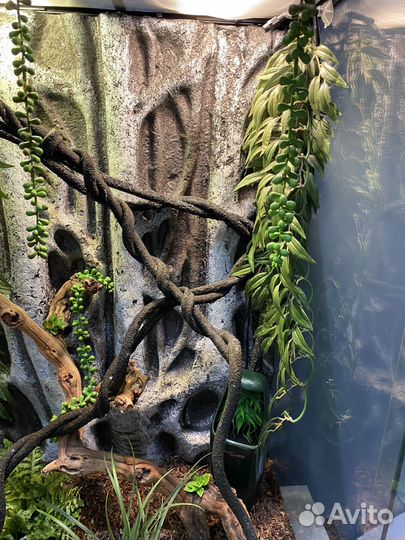 Террариум для хамелеона