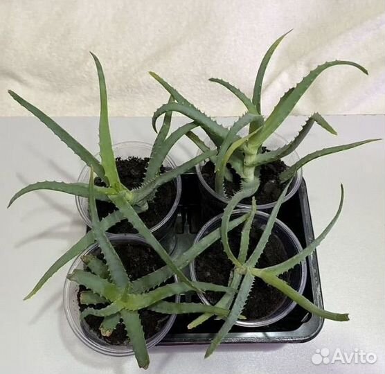 Алоэ столетник лечебный