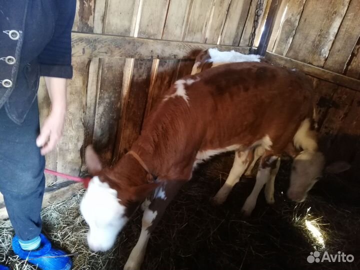 Телята (2 девочки)