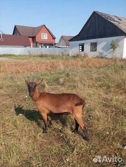 Коза Чешская