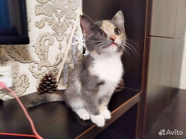 Котенок девочка бесплатно