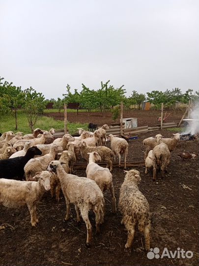 Овцы