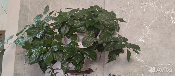 Гибискус(китайская роза)