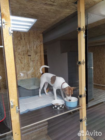 Зоогостиница