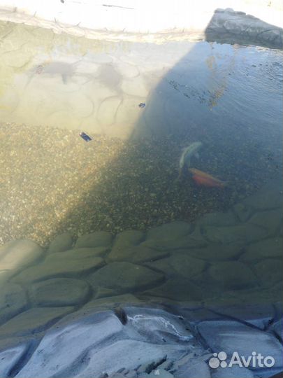 Рыбки кои и кометы