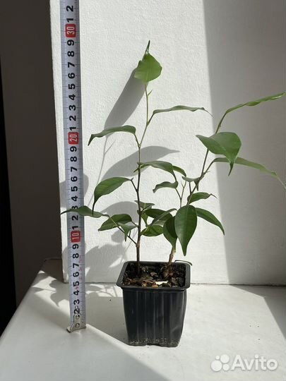 Фикус бенджамина exotic экзотик