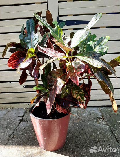 Фикус Замиокулькас Кротон Кодиеум