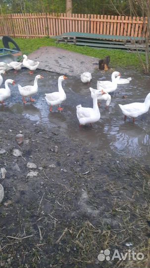 Инкубационное яйцо гусей