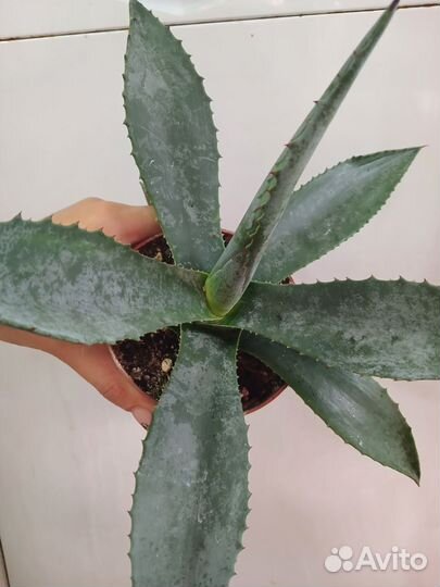 Агава голубая