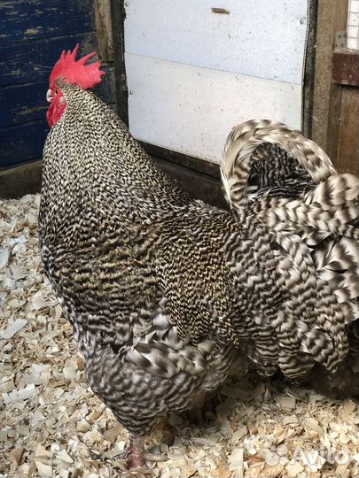 Мехеленская кукушка семья