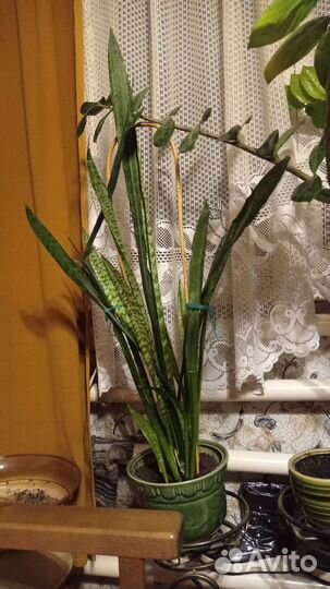 Замиокулькас