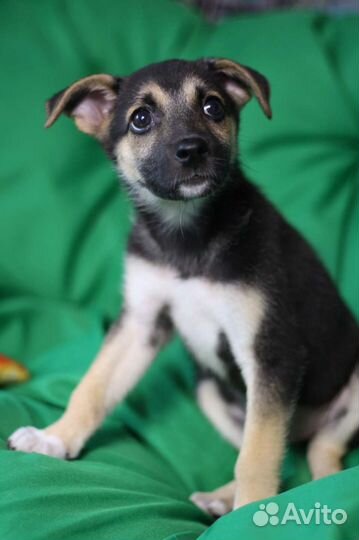 Джесси щенок в добрые руки бесплатно