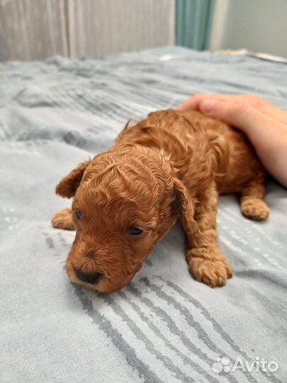 Продам щенков