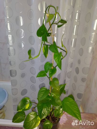 Сциндапсус золотистый обновлено 9 октября