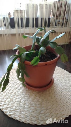 Декабрист – зигокактус и толстянка с горшочком