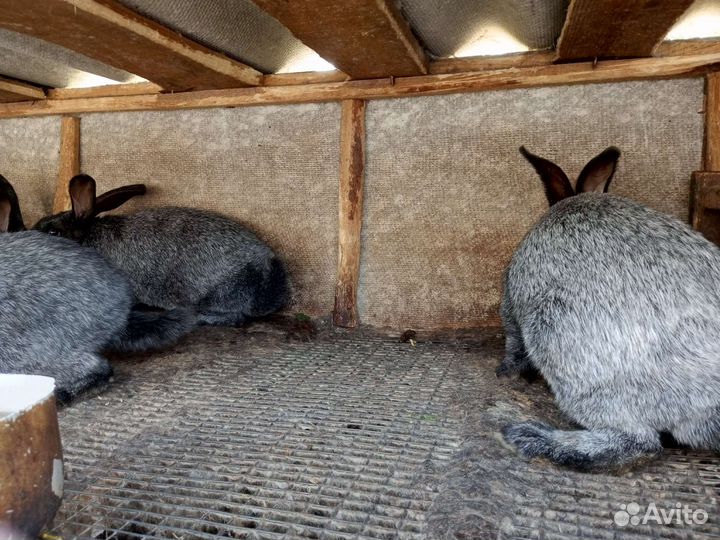 Кролики советское серебро