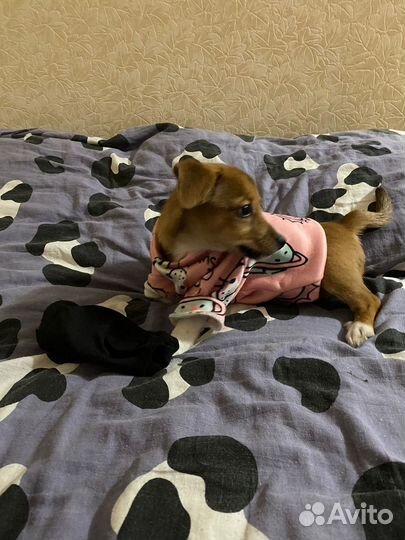 Кофта для собак