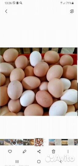 Домашние куриные яйца