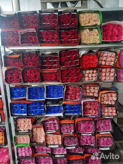 Розы Эквадор 70 см