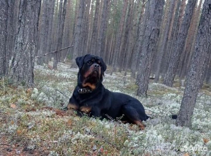 Вязка ротвейлера