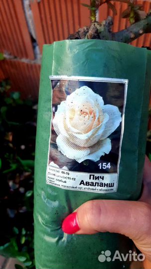 Розы разные