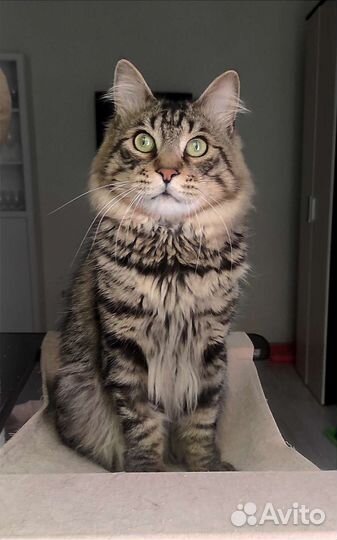 Молодой котик Курильский бобтейл